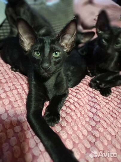 Ориентальная