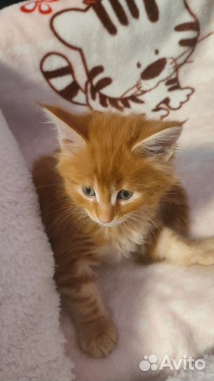 Котята мейн-кун