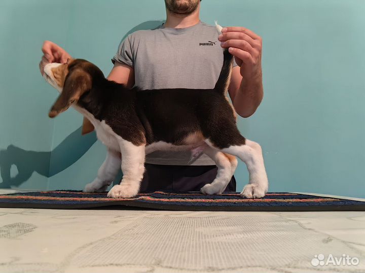 Щенки бигль