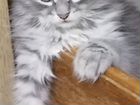 Сибирские котята 2,5 месяца продаются