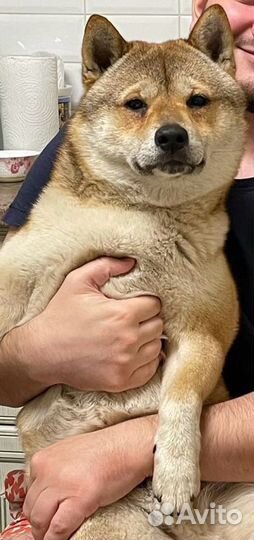 Вязка Сиба ину