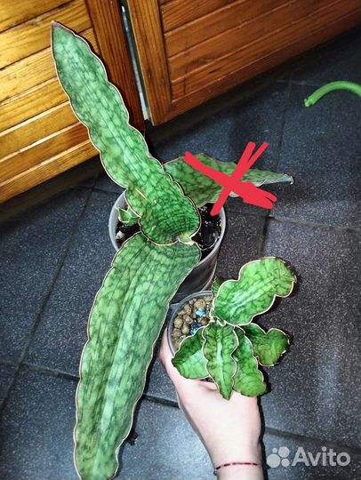 Сансевиерии сортовые от