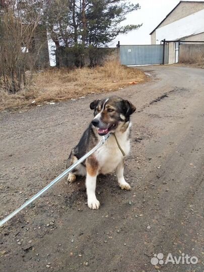 Собака ищет дом