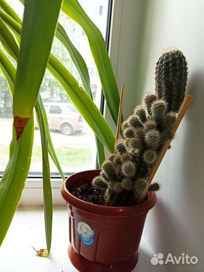 Кактус (детки)