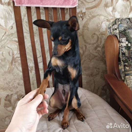 Щенки русский той-терьер