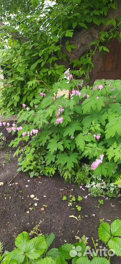 Многолетники, много разных растений