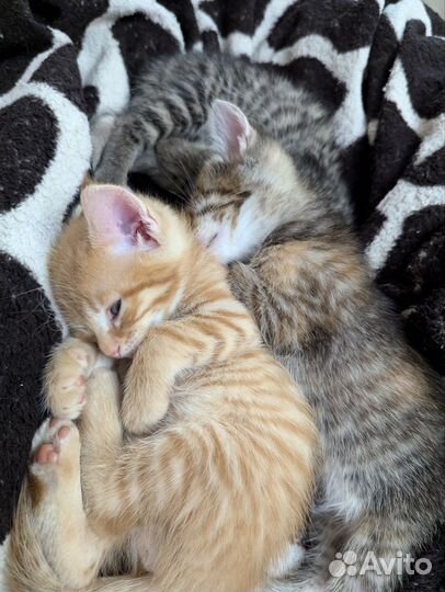 Котята