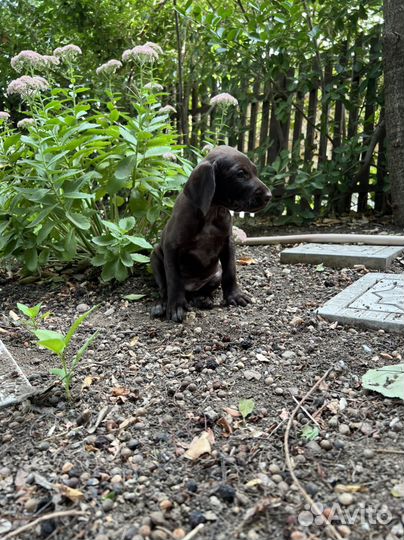 Щенки курцхаара