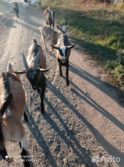 Коза, козел