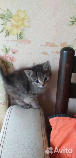 Кошка в дар