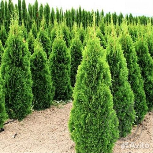 Туя западная, Кипарисовик, контейнер зкс