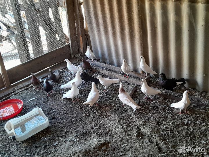 Продажа голуби