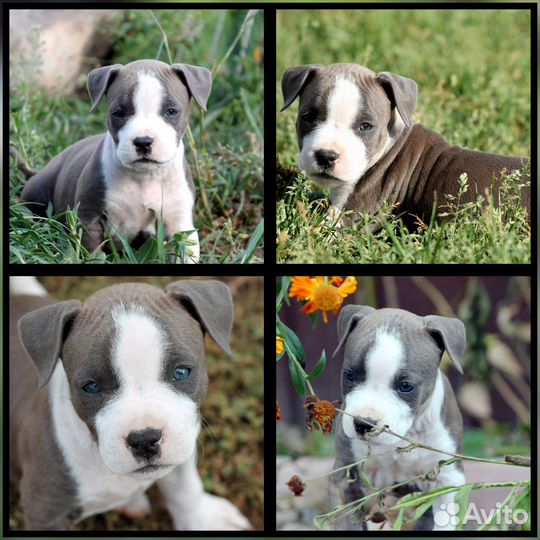 Красивые девочки Амстаффа