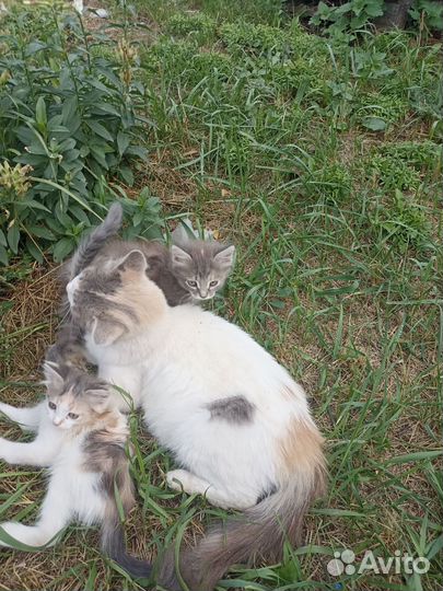 Кошка