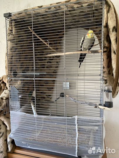 Попугай карелла с клеткой