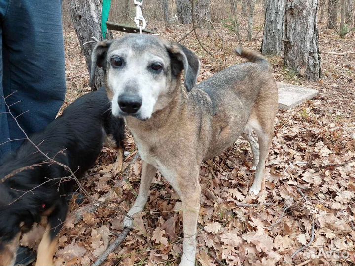 Собака в добрые руки