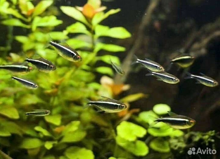 Водоросли, рыбки