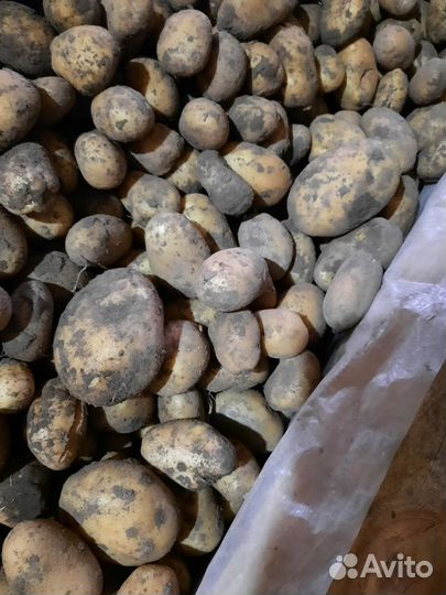 Продам картофель