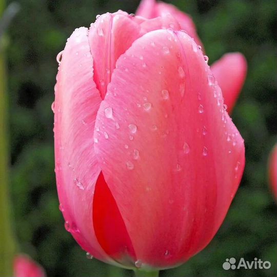 Тюльпаны сортовые