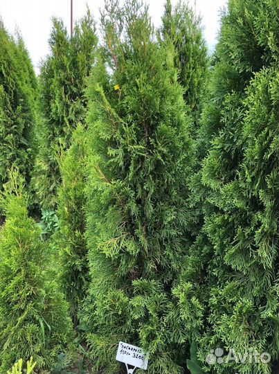 Туя Брабант 1,5 м