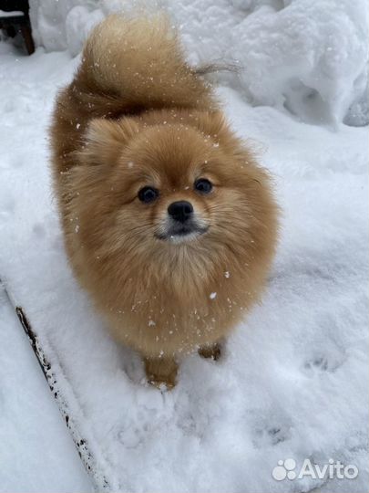 Шпиц мини девочка вязка