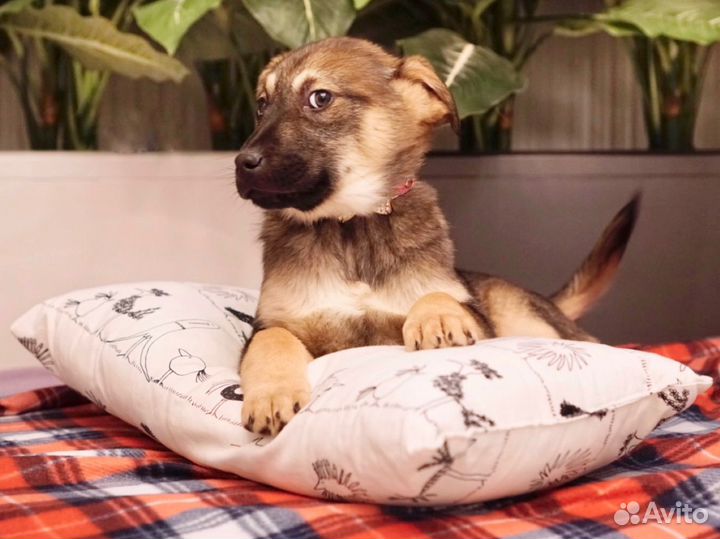 Фотограф для животных