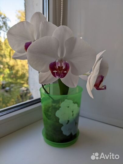Орхидея фаленопсис