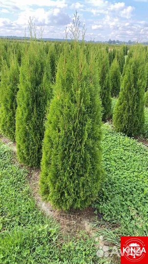 Туя колумна для дачи