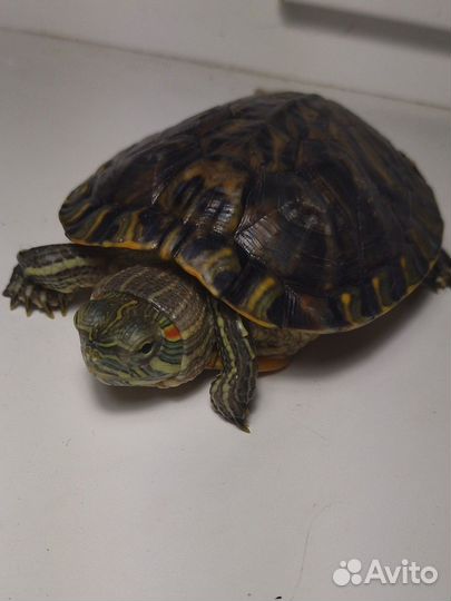 Красноухая черепаха