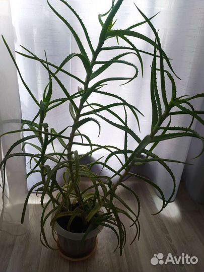 Алоэ лечебный 8 лет