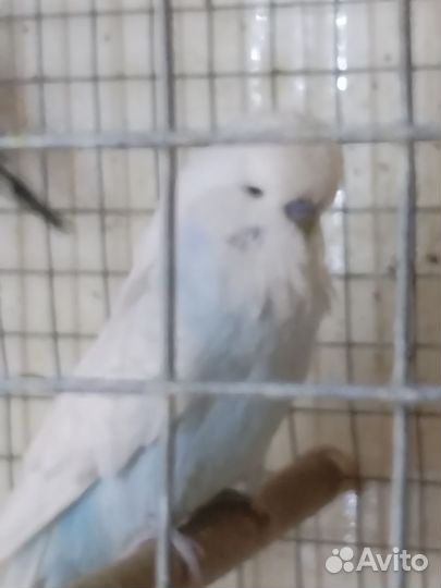 Выставочные попугаи чехи