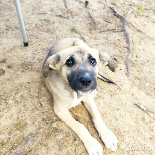 Их хотели сжечь