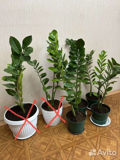 Замиокулькас