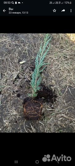 Можжевельник блю эрроу