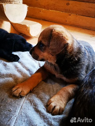 Продаю щенков