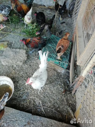 Куры молодки