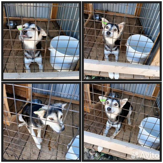 Собака с приюта в добрые руки