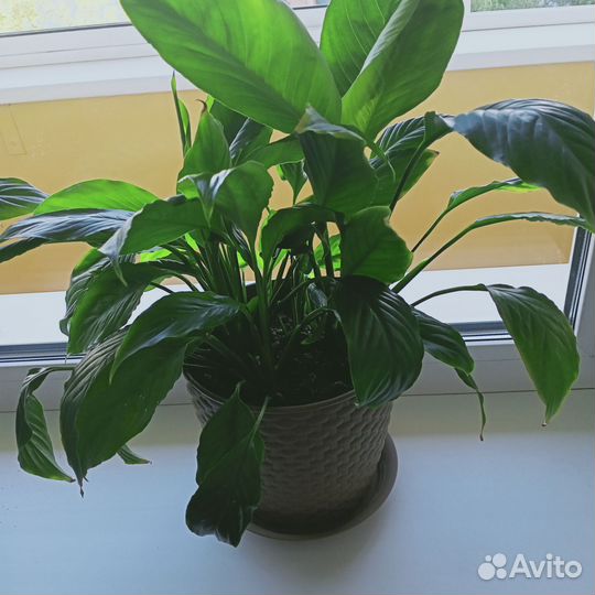 Женское счастье/Спатифиллум