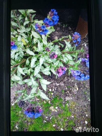 Комнатный цветок Рео. Медуница самурай. Ромашки