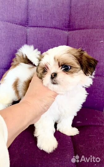 Щенки ши-тцу мини