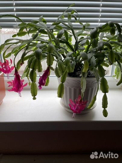 Цветок декабрист