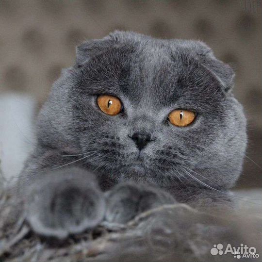Клубный шотландец