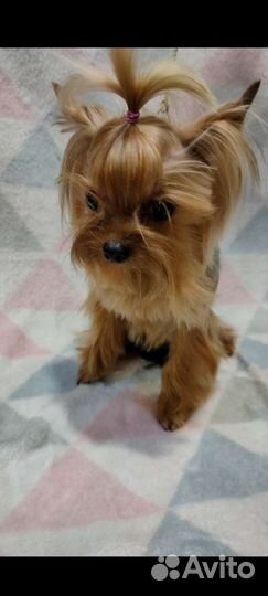 Йоркширский терьер мини вязка и щенки от него