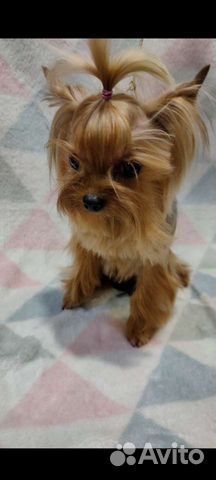 Йоркширский терьер мини вязка и щенки от него