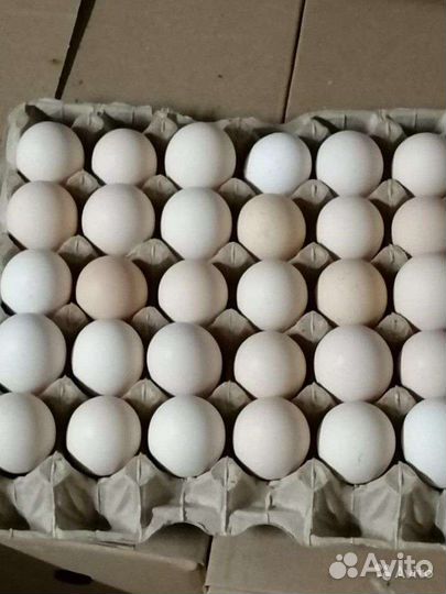 Инкубационное яйцо бройлера росс 308, кобб 500