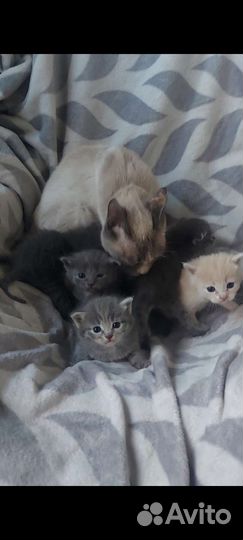 Тайские котята бесплатно