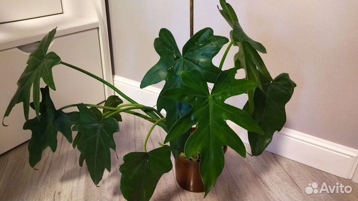 Сансиеверия, алоэ древовидное, толстянка