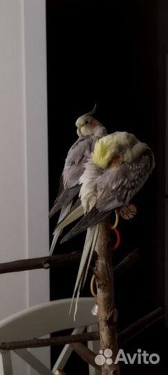 Попугай корелла ручной, две девочки