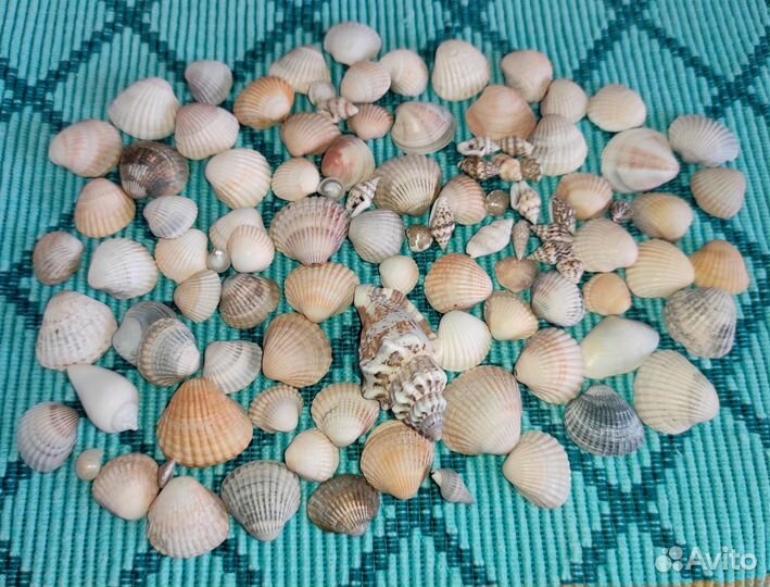 Набор из натуральных морских ракушек