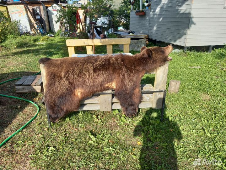 Медведь шкура